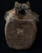 Edmontosaurus (Hadrosaur) Vertebrae #16244-5